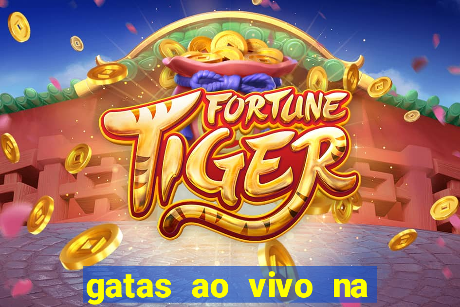 gatas ao vivo na web cam